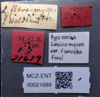Media type: image;   Entomology 21689 Aspect: labels